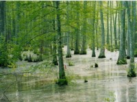 Foret_Mississippi Foret_Mississippi